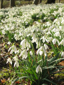 Snowdrops