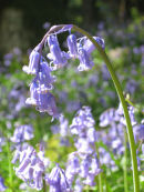 Bluebells