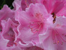 Azalea