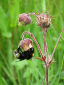 Bee and Water Avens