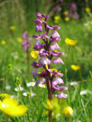 Green-winged Orchid