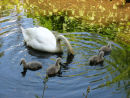 Swan and cygnets