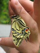 Swallowtail in the hand