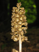 Bird's-nest Orchid