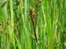 Norfolk Hawker