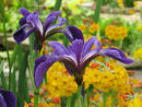 Garden Irises