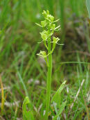 Fen Orchid
