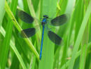 Banded Demoiselle Damselfly