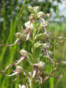 Lizard Orchid
