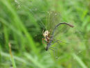 Damselfly in spiders web
