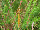 Keeled Skimmer