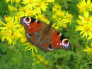 Peacock butterfly