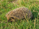 Hedgehog at Whitlingham