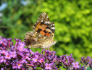 Painted Lady butterfly