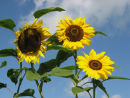 Sunflowers
