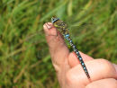 Migrant Hawker