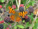 Comma butterfly on blackberries
