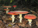 Fungi