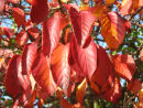 Garden autumn leaves