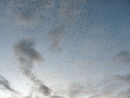 20,000 starlings fill the sky