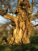Sweet Chestnut at sunset