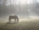 A cold horse!