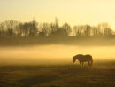 Evening mist