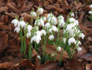Snowdrops and Beech leaves