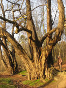 Lime tree