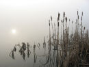 Winter fog