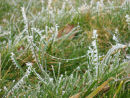 Frosty grass