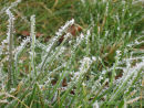 Frosty grass