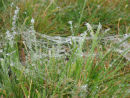 Frosty grass