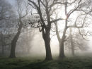 Trees and morning mist
