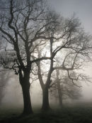 Trees and morning mist
