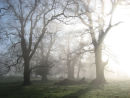 Trees and morning mist