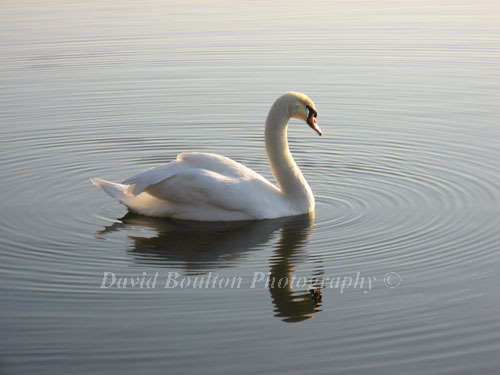 Mute Swan