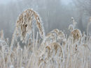 Reeds covered in hoar frost