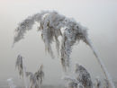 Frosty reed