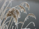 Frosty reeds