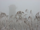 Oby Mill & frost reeds