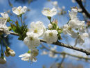 Spring blossom