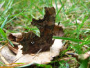 Comma butterfly on leaf