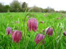 Snakeshead Fritillaries