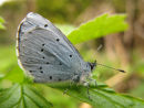 Holly Blue butterfly