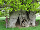 Ancient Oak tree