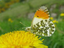 Orange Tip butterfly