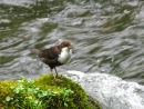 Dipper by the River Dove