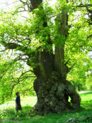 Sweet Chestnut