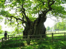 Ancient Oak tree